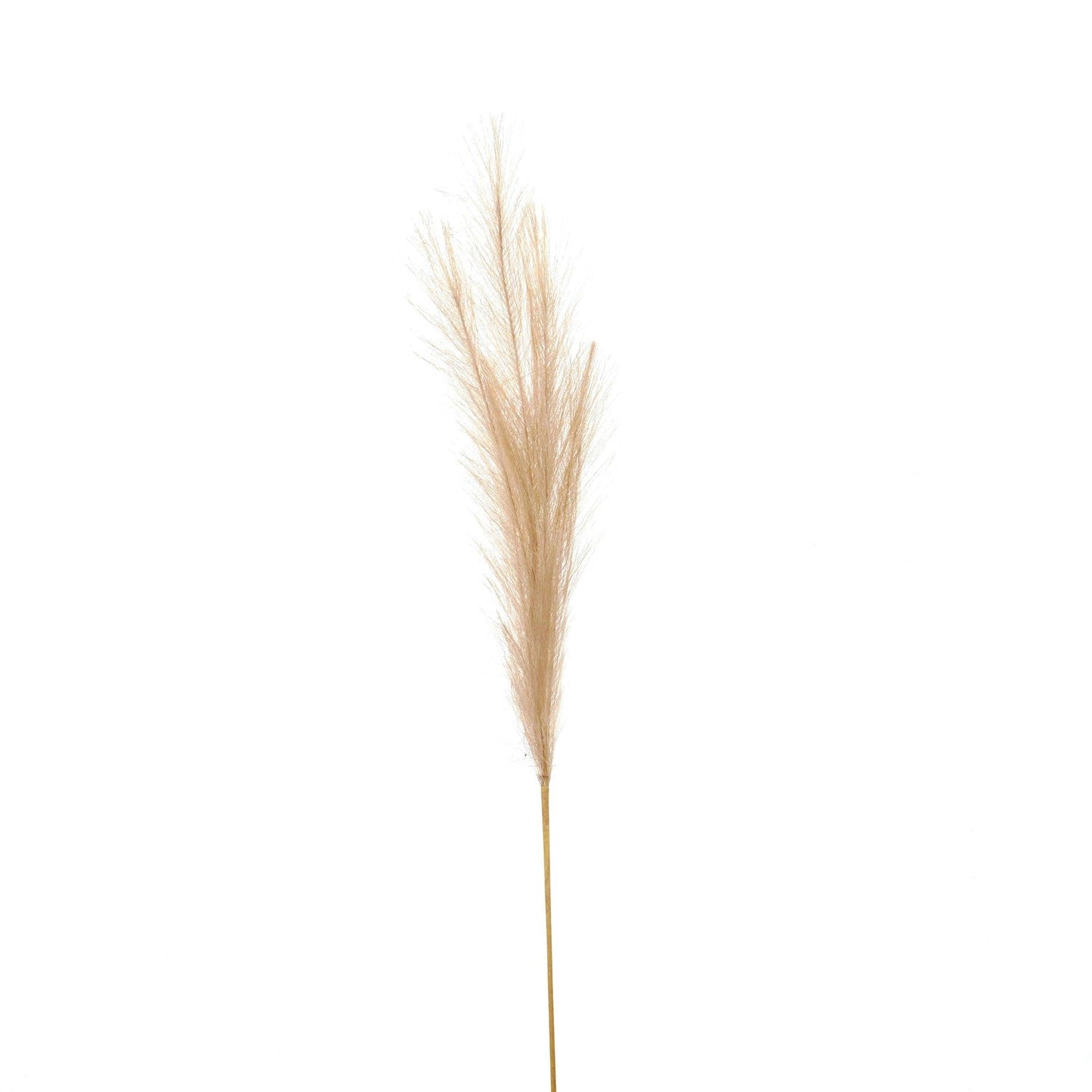 Bleached Faux Pampas Grass Stem - BleakToSheek