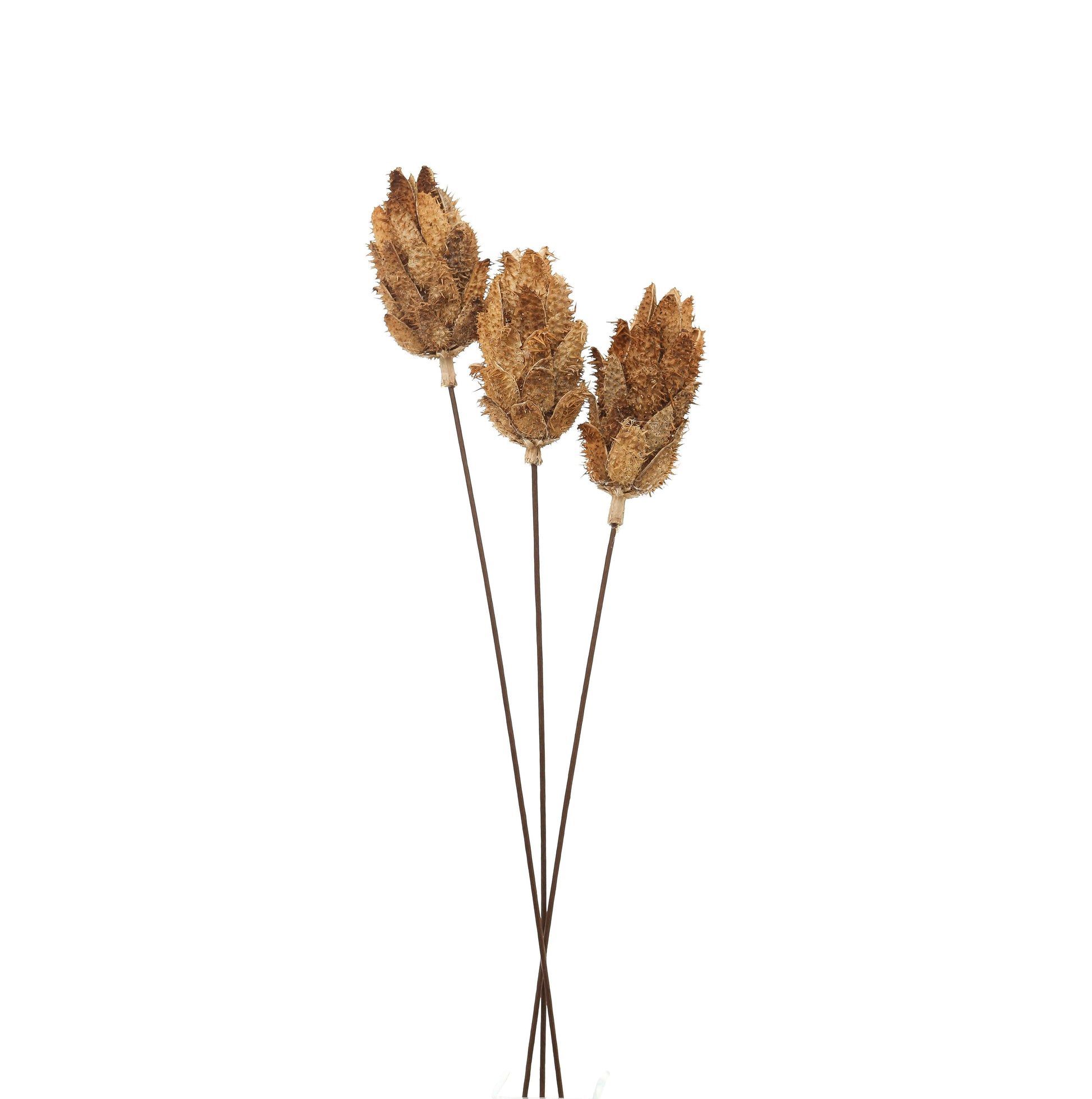 Bouquet Of Dried Protea - BleakToSheek