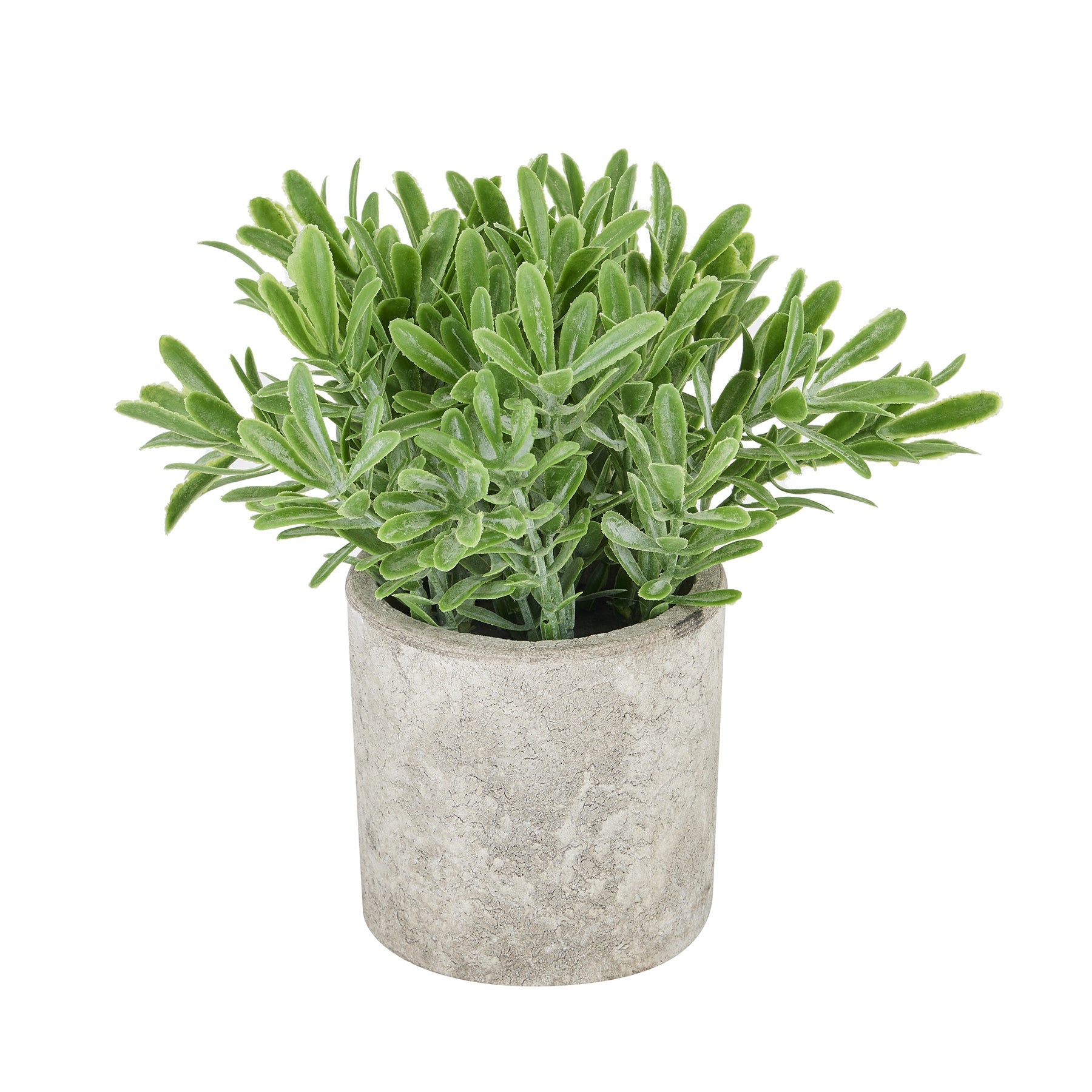 Buxus Plant In Stone Effect Pot - BleakToSheek