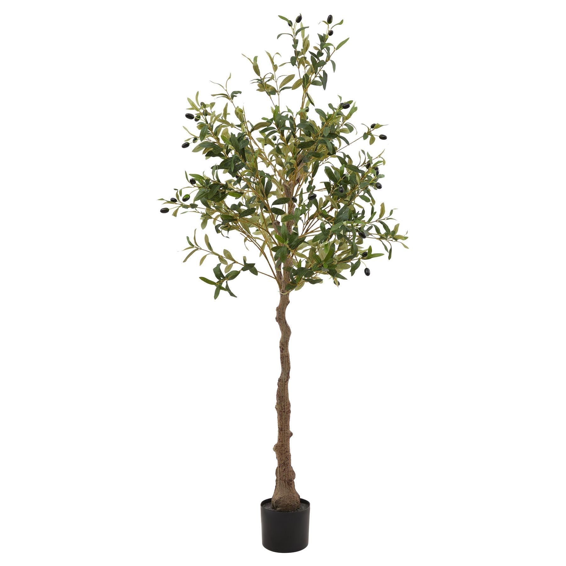 Calabria Olive Tree - BleakToSheek