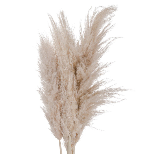 Cream Pampas grass - BleakToSheek