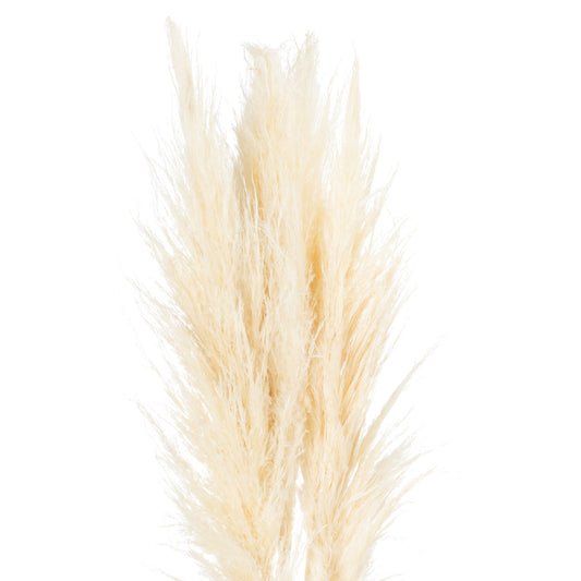 Cream Pampas Grass Stem - BleakToSheek