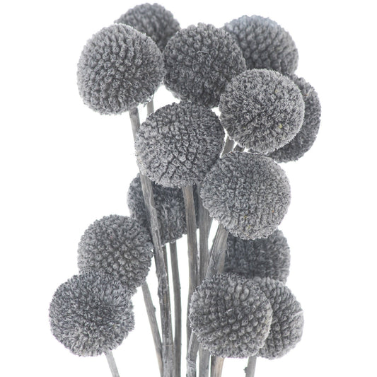 Dried Grey Billy Ball Bunch Of 20 - BleakToSheek