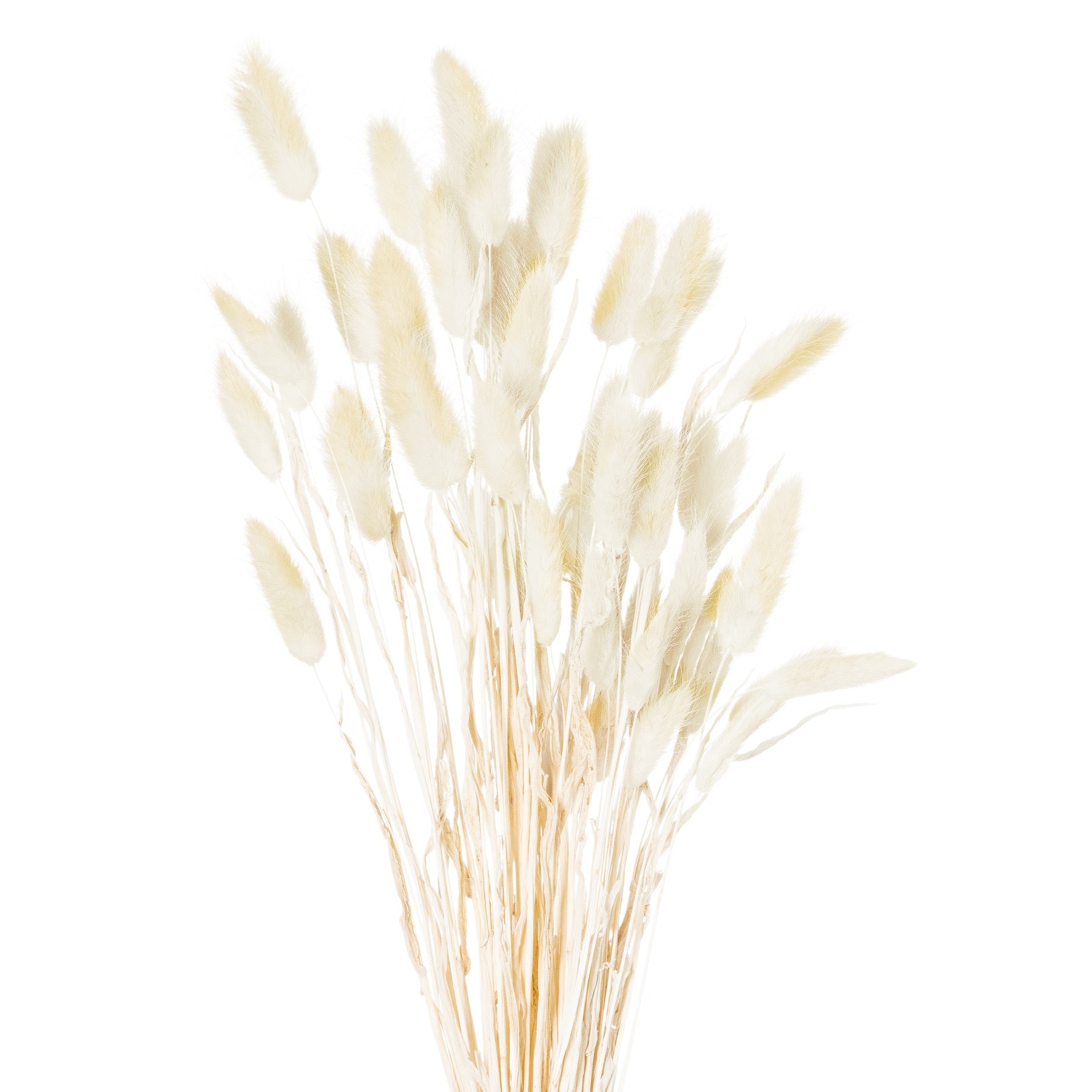 Dried Natural Bunny Tail Bunch Of 40 - BleakToSheek