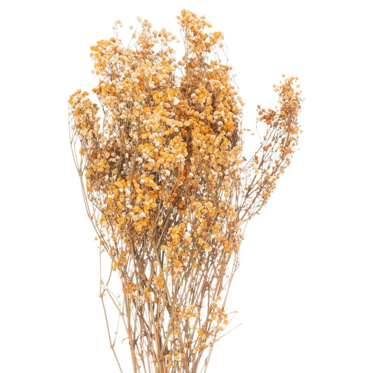 Dried Orange Babys Breath Bunch - BleakToSheek