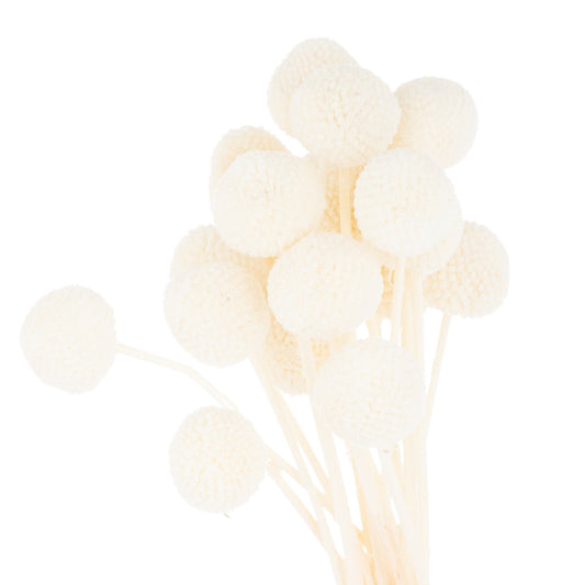 Dried White Billy Ball Bunch Of 20 - BleakToSheek