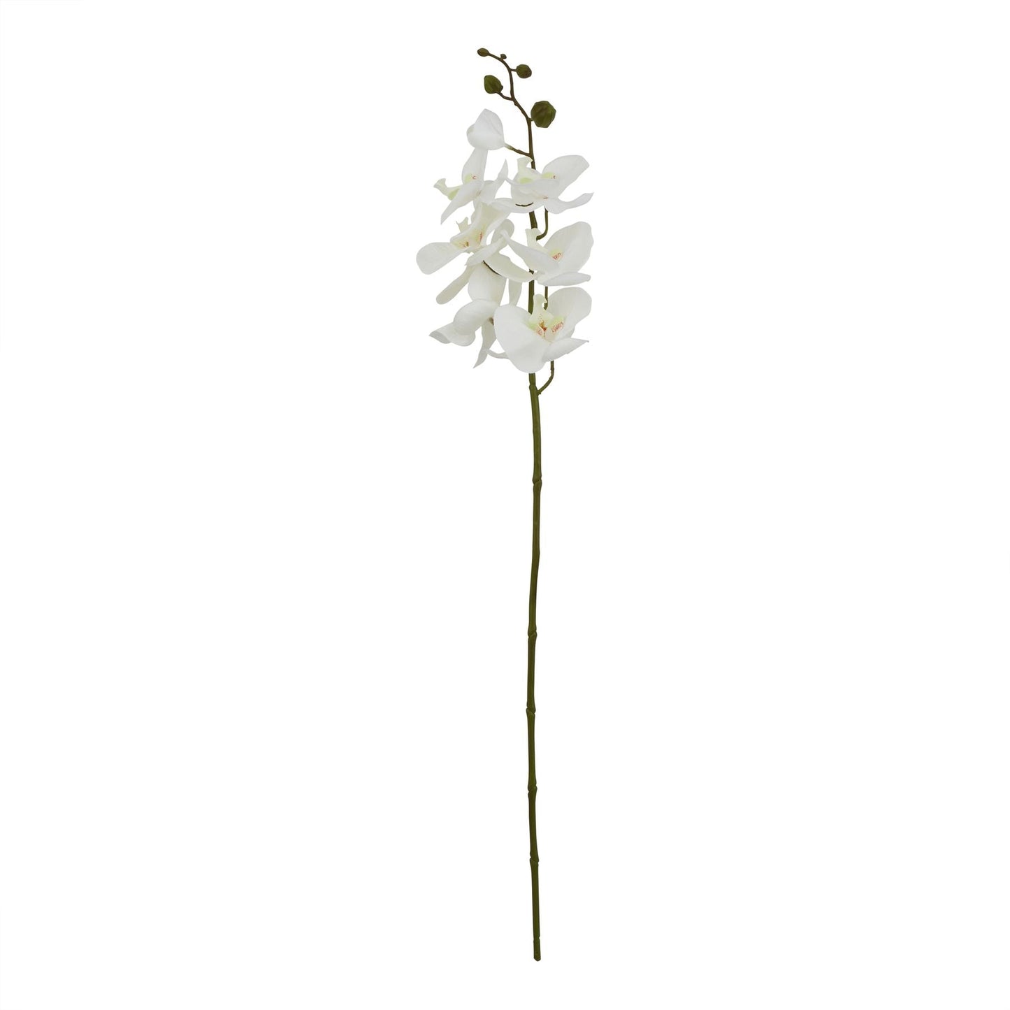 Large White Butterfly Orchid Stem - BleakToSheek