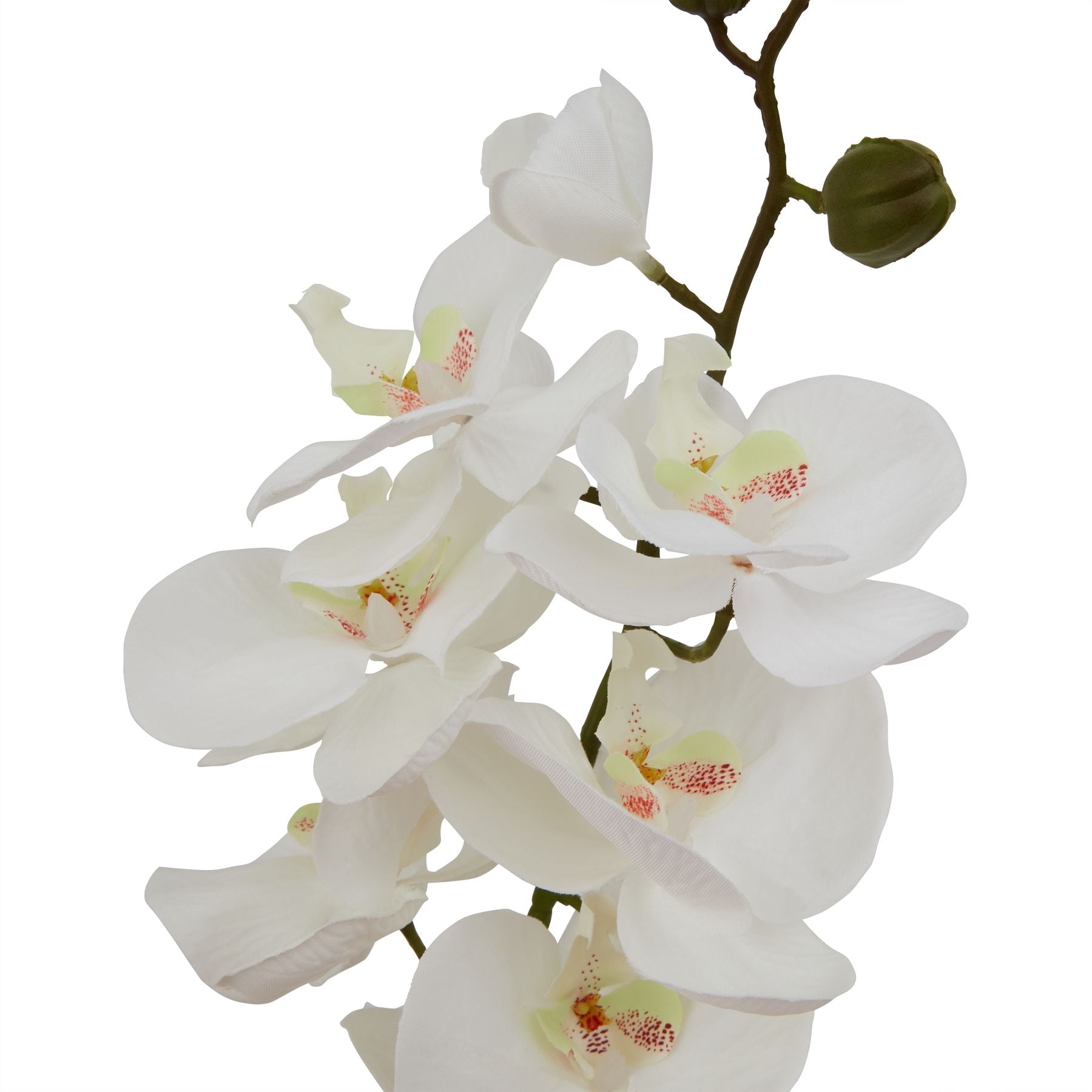 Large White Butterfly Orchid Stem - BleakToSheek