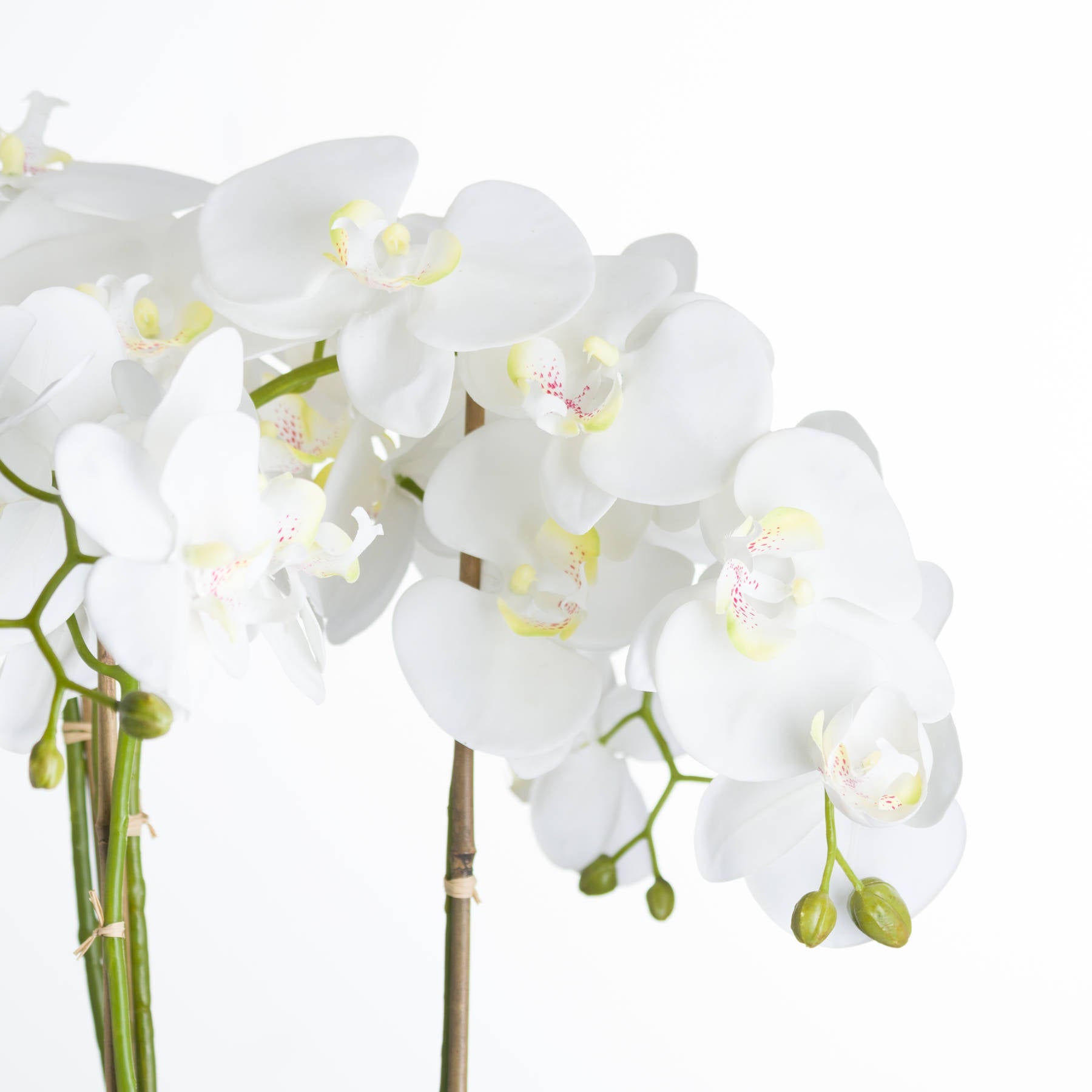 Large White Orchid In Stone Pot - BleakToSheek