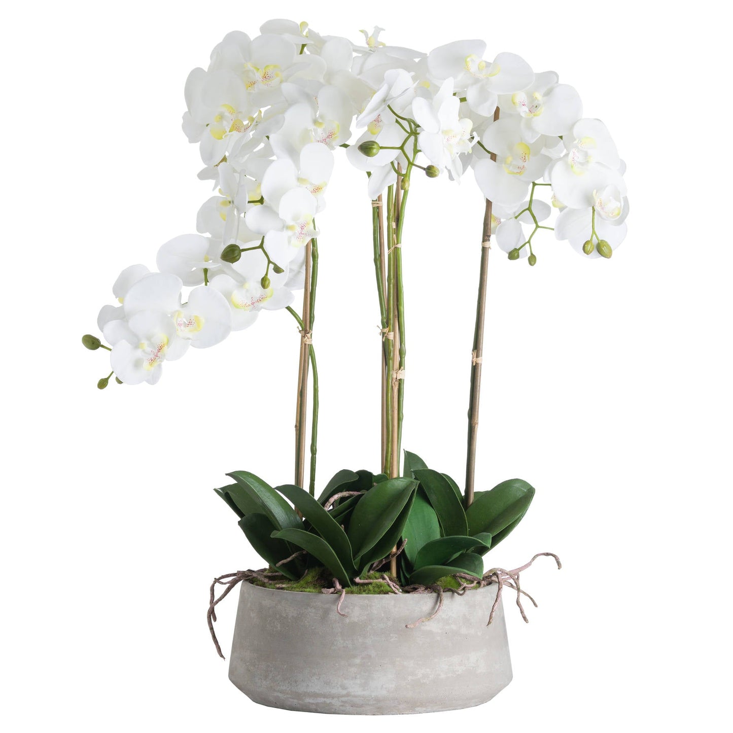 Large White Orchid In Stone Pot - BleakToSheek