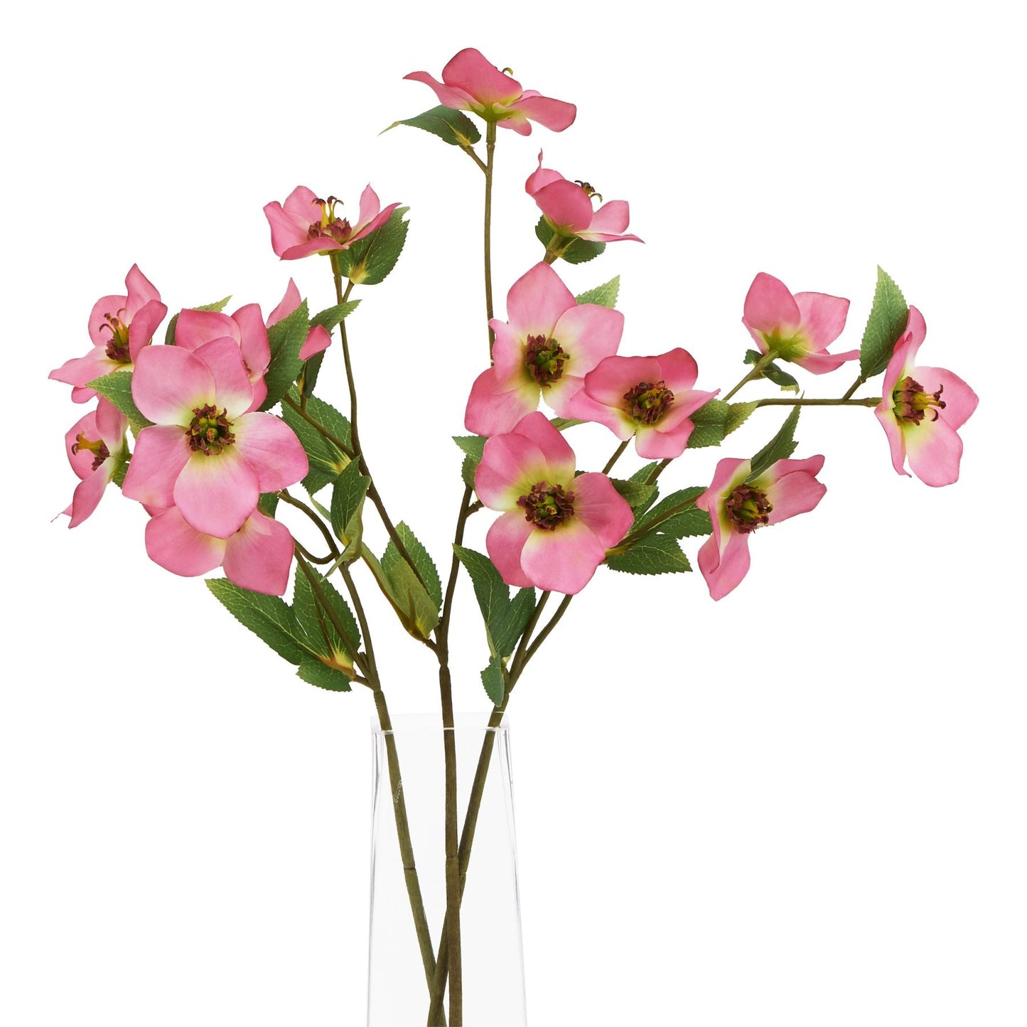 The Natural Garden Collection Pink Varigated Hellibore - BleakToSheek